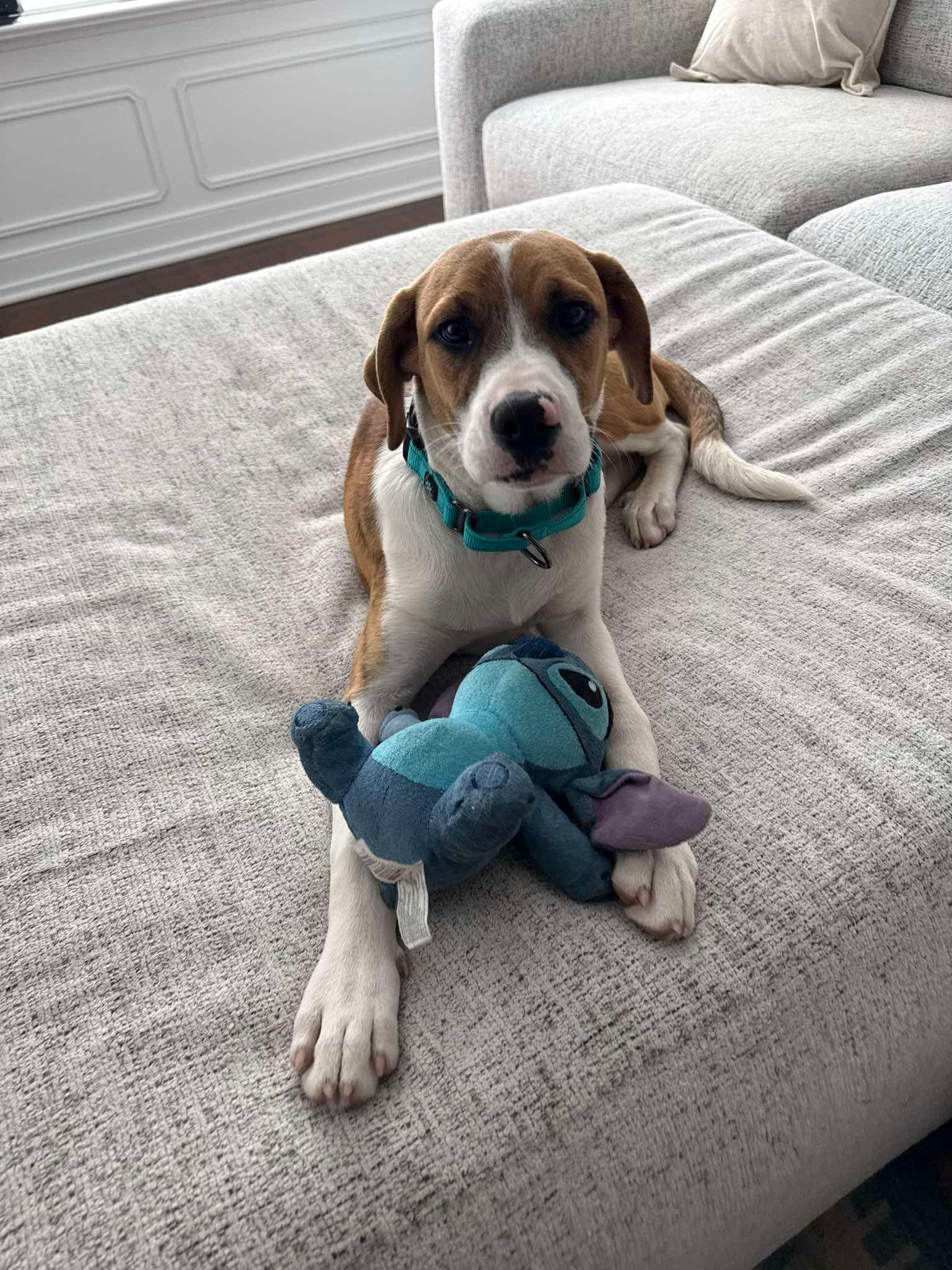 Zeus, Adoptable, Puppy Male Mixed Breed.