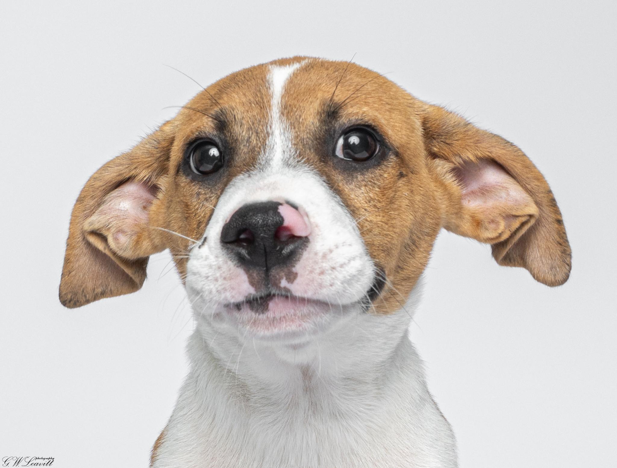 Enlarge Zeus, a Adoptable Mixed Breed in Argyle, NY image 3/6