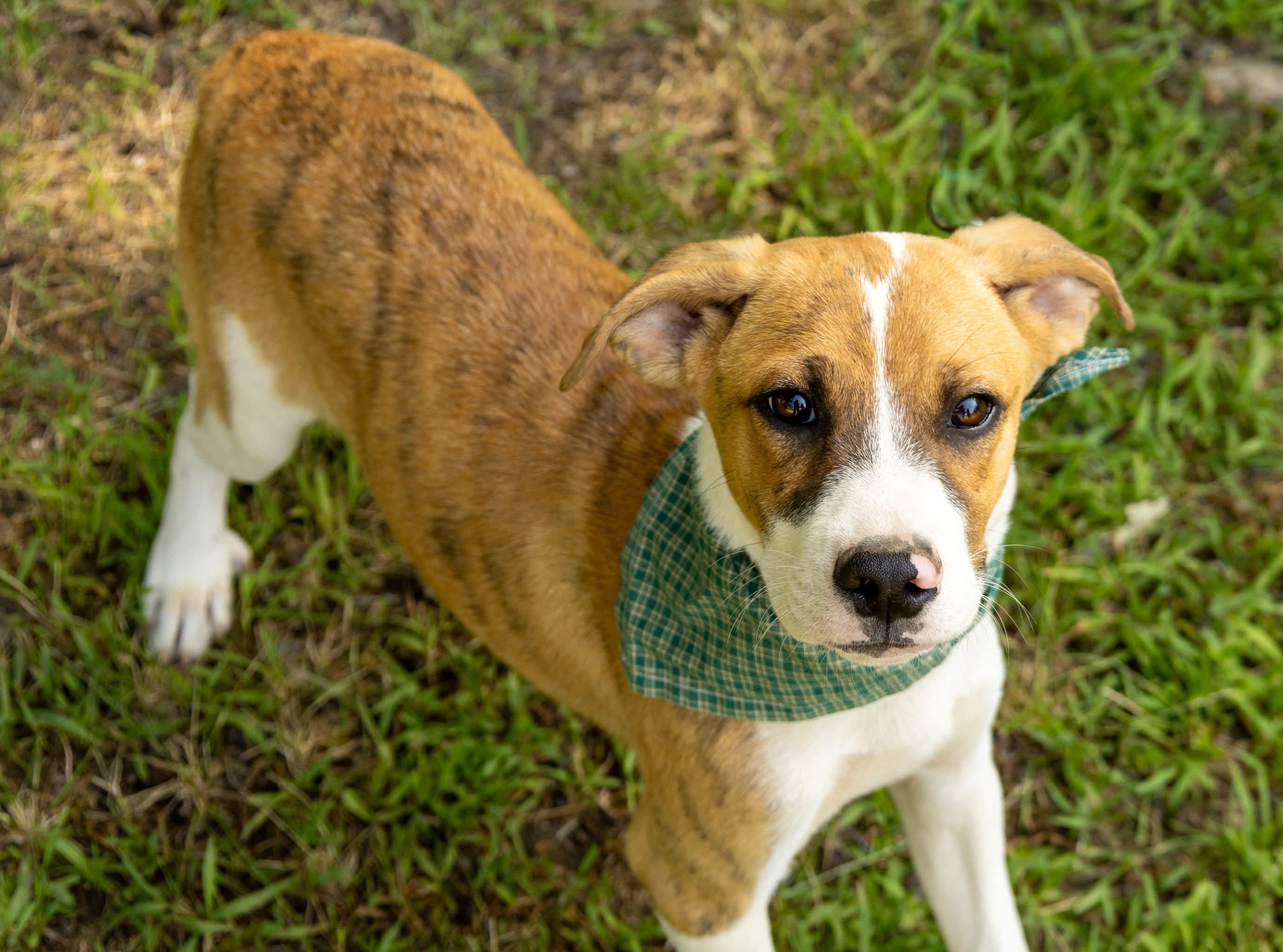 Enlarge Zeus, a Adoptable Mixed Breed in Argyle, NY image 4/6