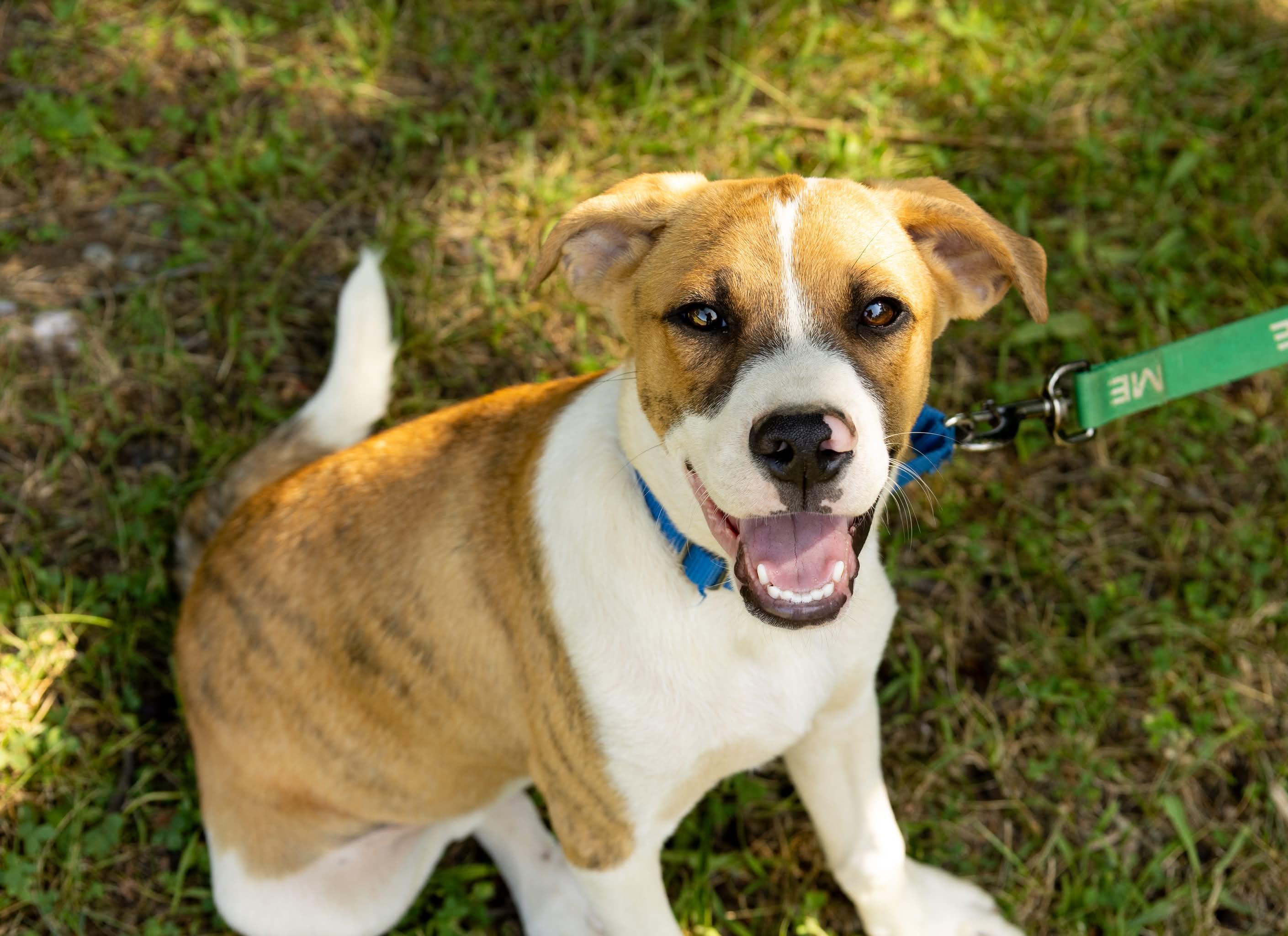 Enlarge Zeus, a Adoptable Mixed Breed in Argyle, NY image 2/6