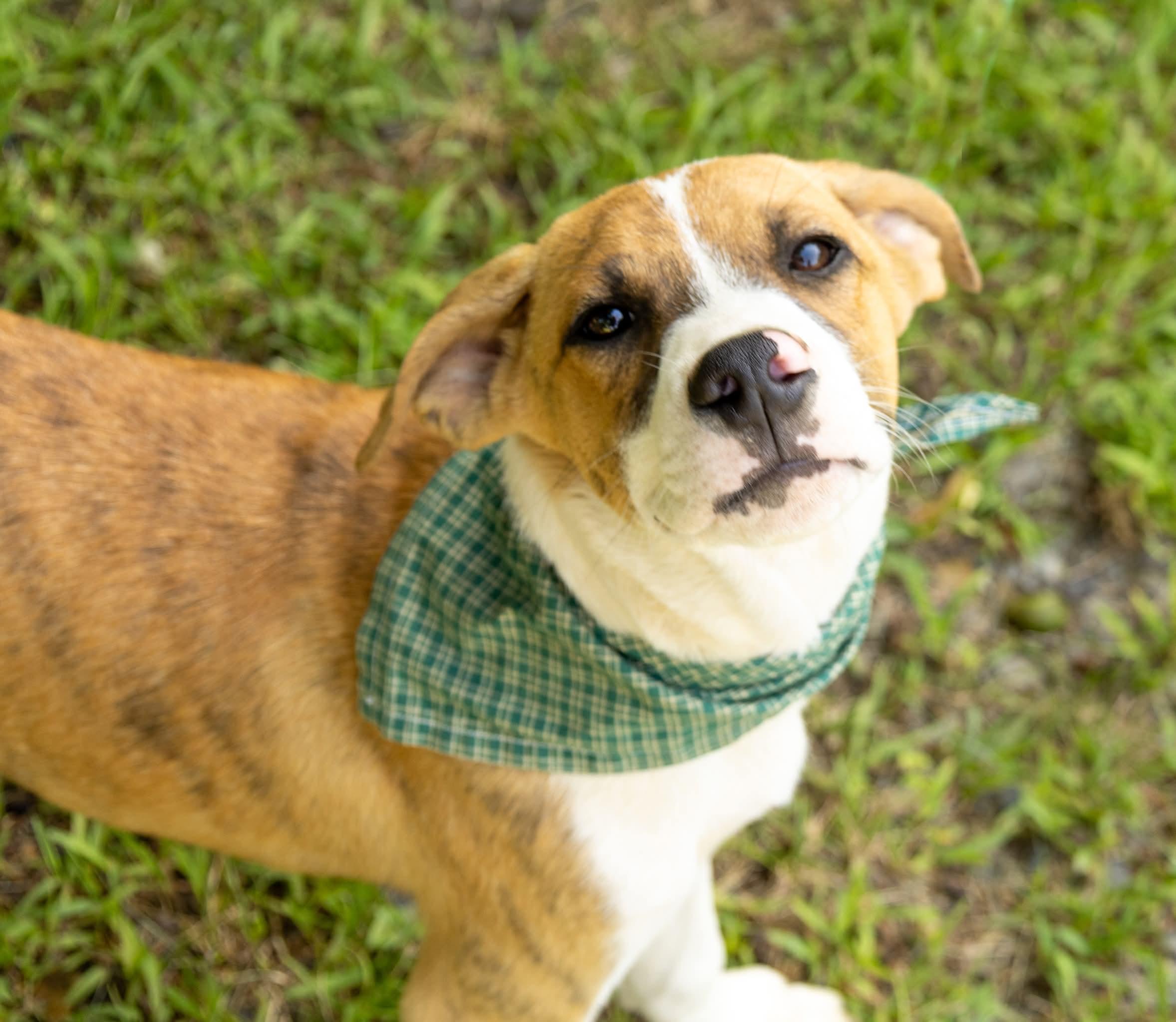 Enlarge Zeus, a Adoptable Mixed Breed in Argyle, NY image 5/6