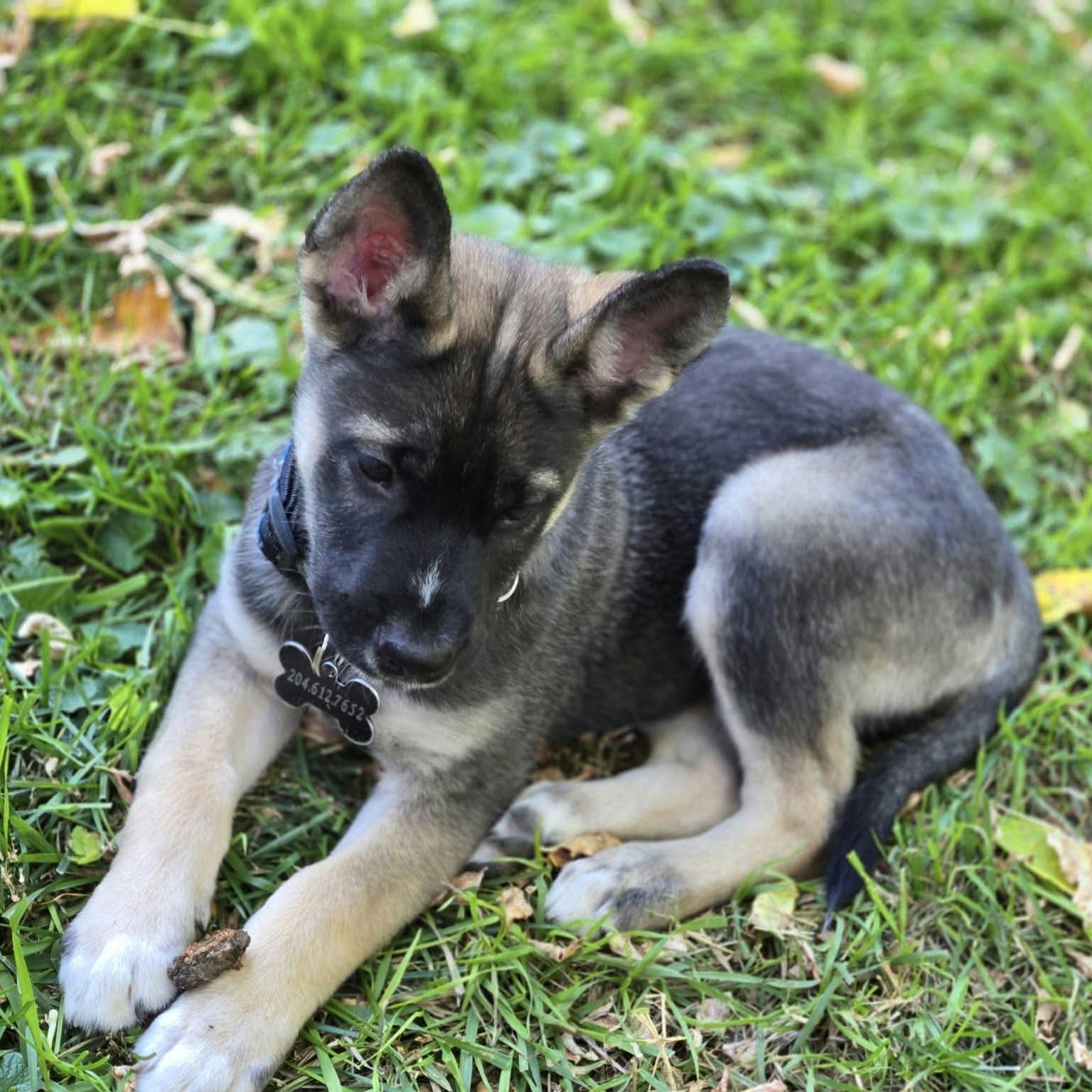 Enlarge Stow, a Adoption Pending mixed breed in Winnipeg, MB image 3/5