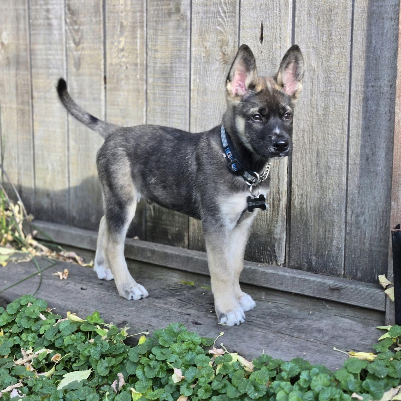Enlarge Stow, a Adoption Pending mixed breed in Winnipeg, MB image 5/5