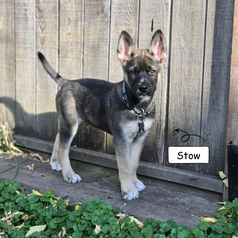 Enlarge Stow, a Adoption Pending mixed breed in Winnipeg, MB image 2/5