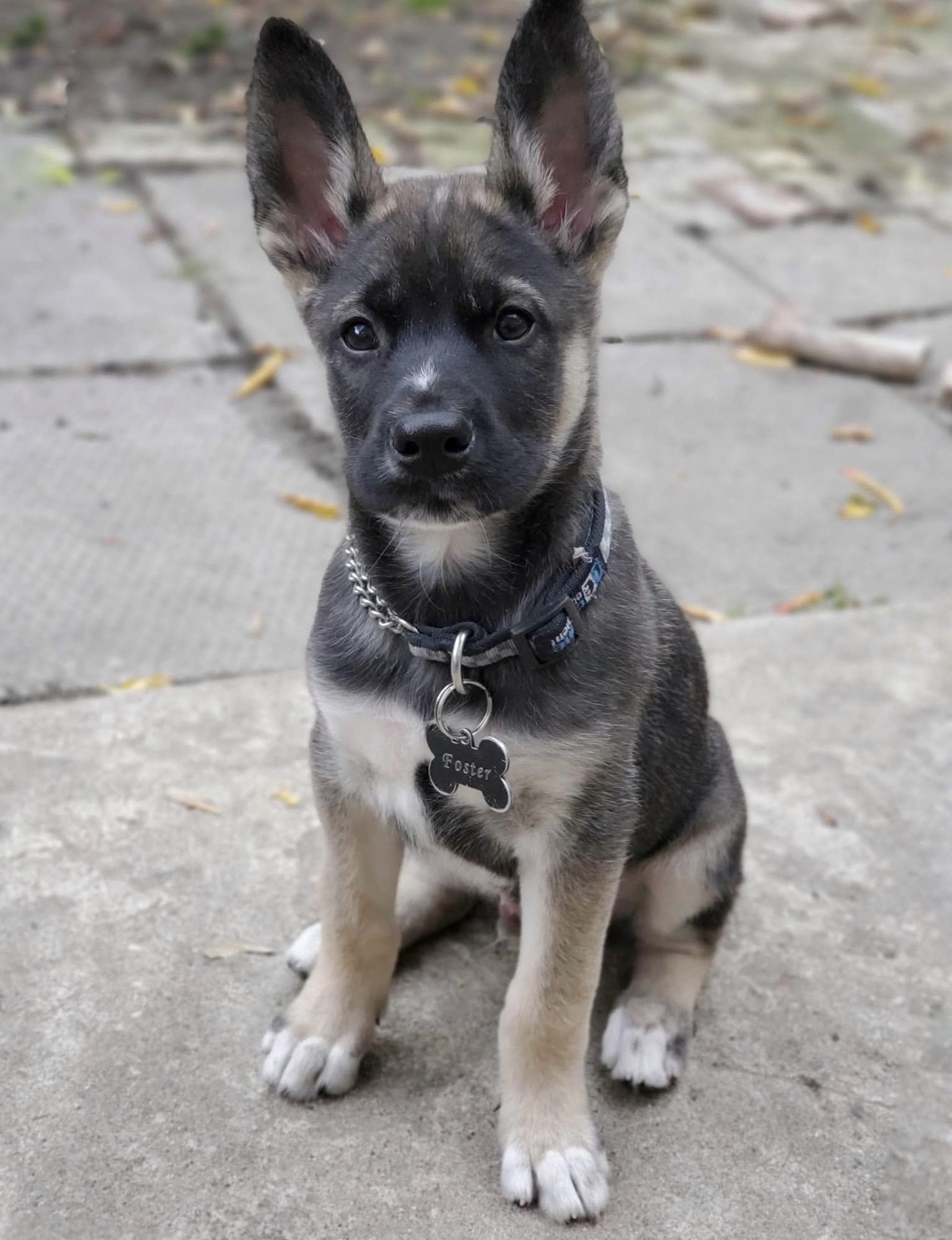 Stow, Adoptable, Puppy Male Shepherd & Labrador Retriever.