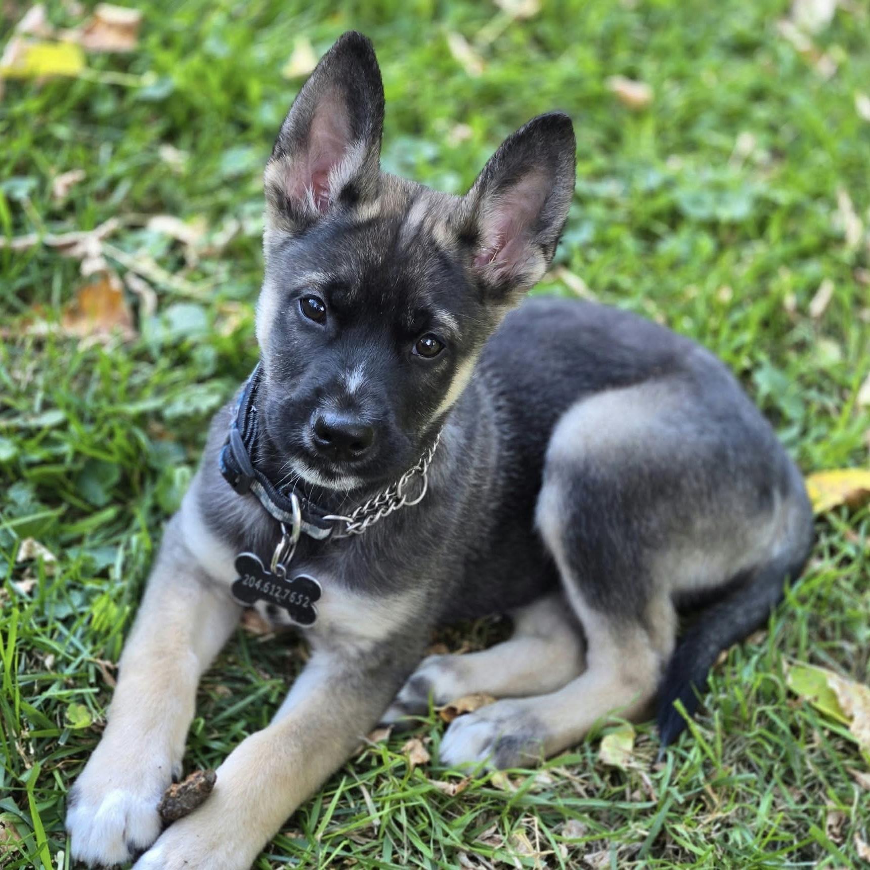 Enlarge Stow, a Adoption Pending mixed breed in Winnipeg, MB image 4/5