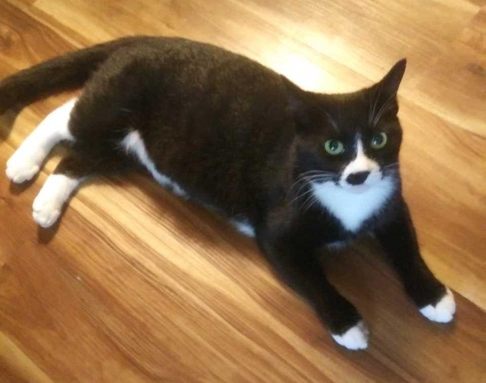 Harlequin — thumbnail 4