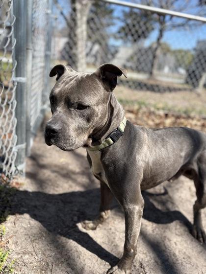 Ranger, Adoptable, Adult Male Mixed Breed & Mixed Breed.