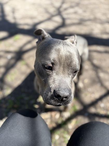 Enlarge Ranger, a Adoptable mixed breed in Savannah, GA image 2/2