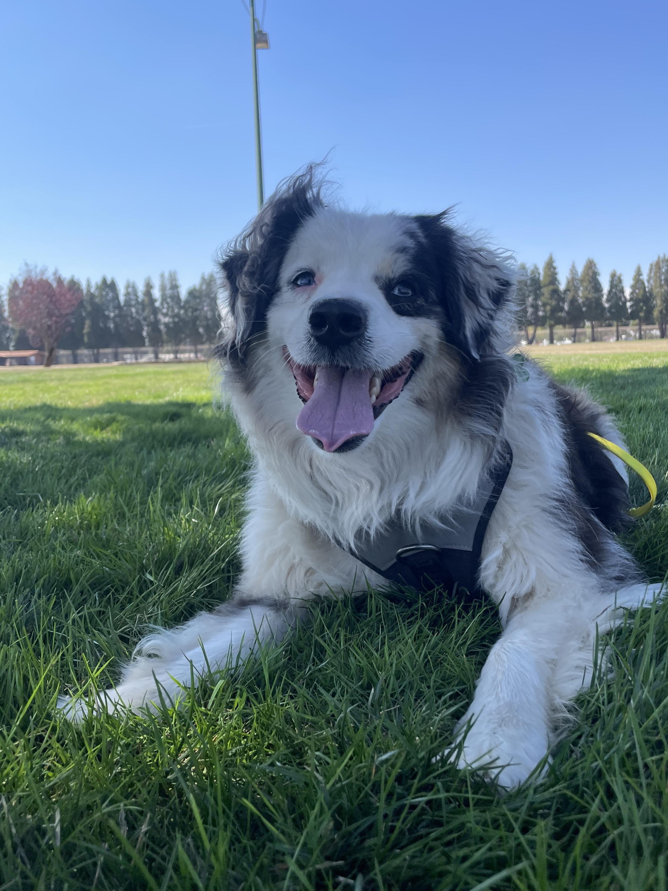 Maxx, Adopted, Adult Male Australian Shepherd.