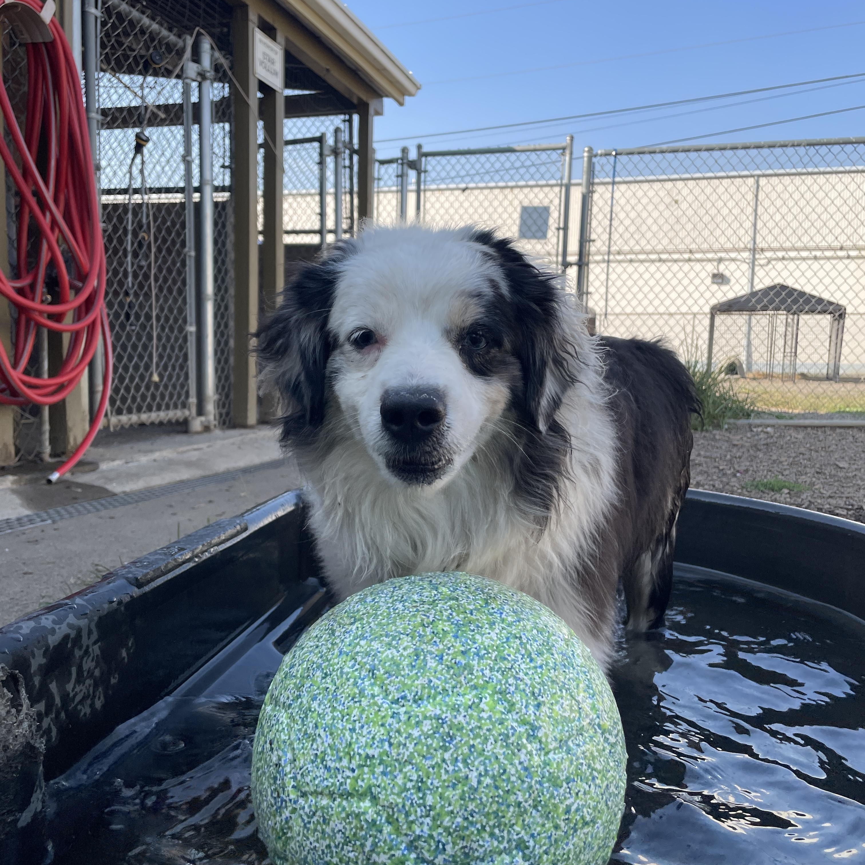 Enlarge Maxx, a Adopted Australian Shepherd in Lake Oswego, OR image 2/5
