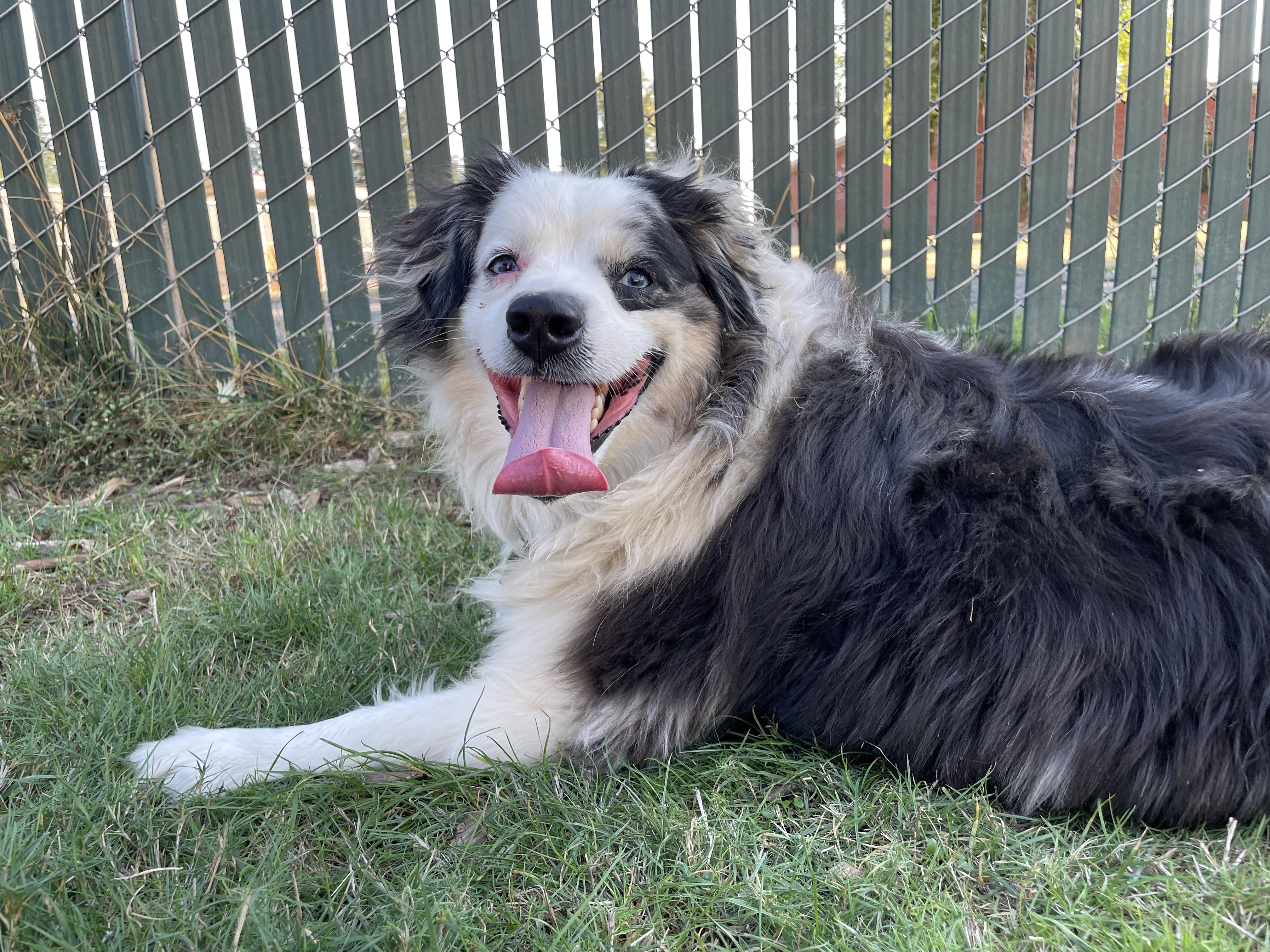 Enlarge Maxx, a Adopted Australian Shepherd in Lake Oswego, OR image 3/5