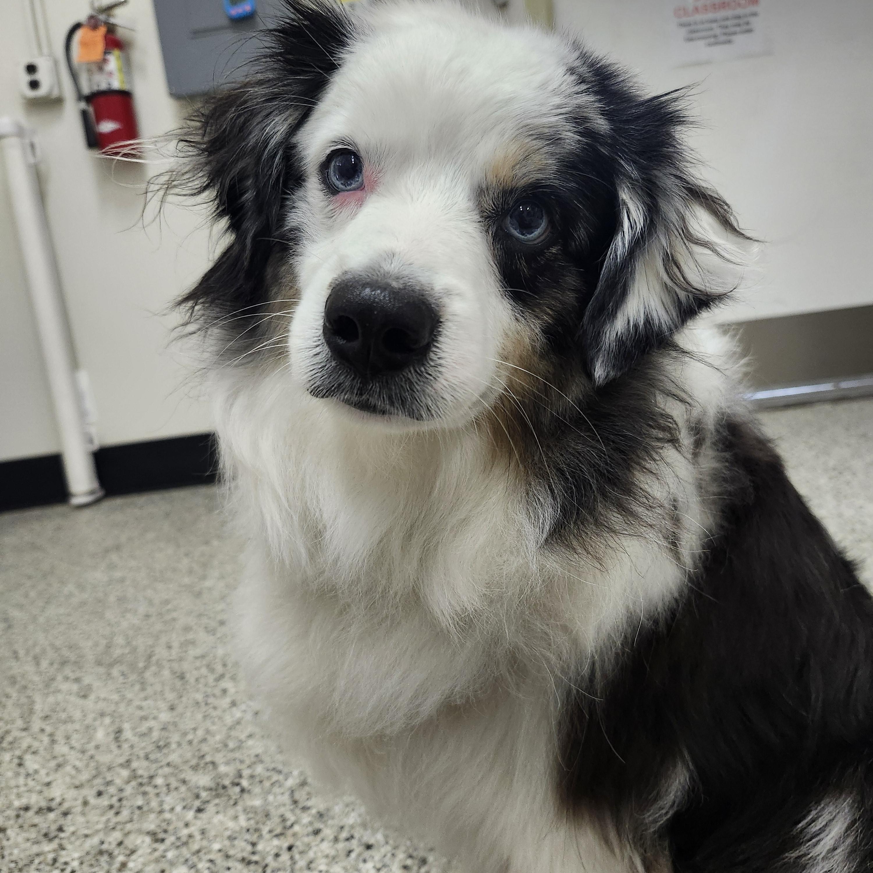 Enlarge Maxx, a Adopted Australian Shepherd in Lake Oswego, OR image 5/5