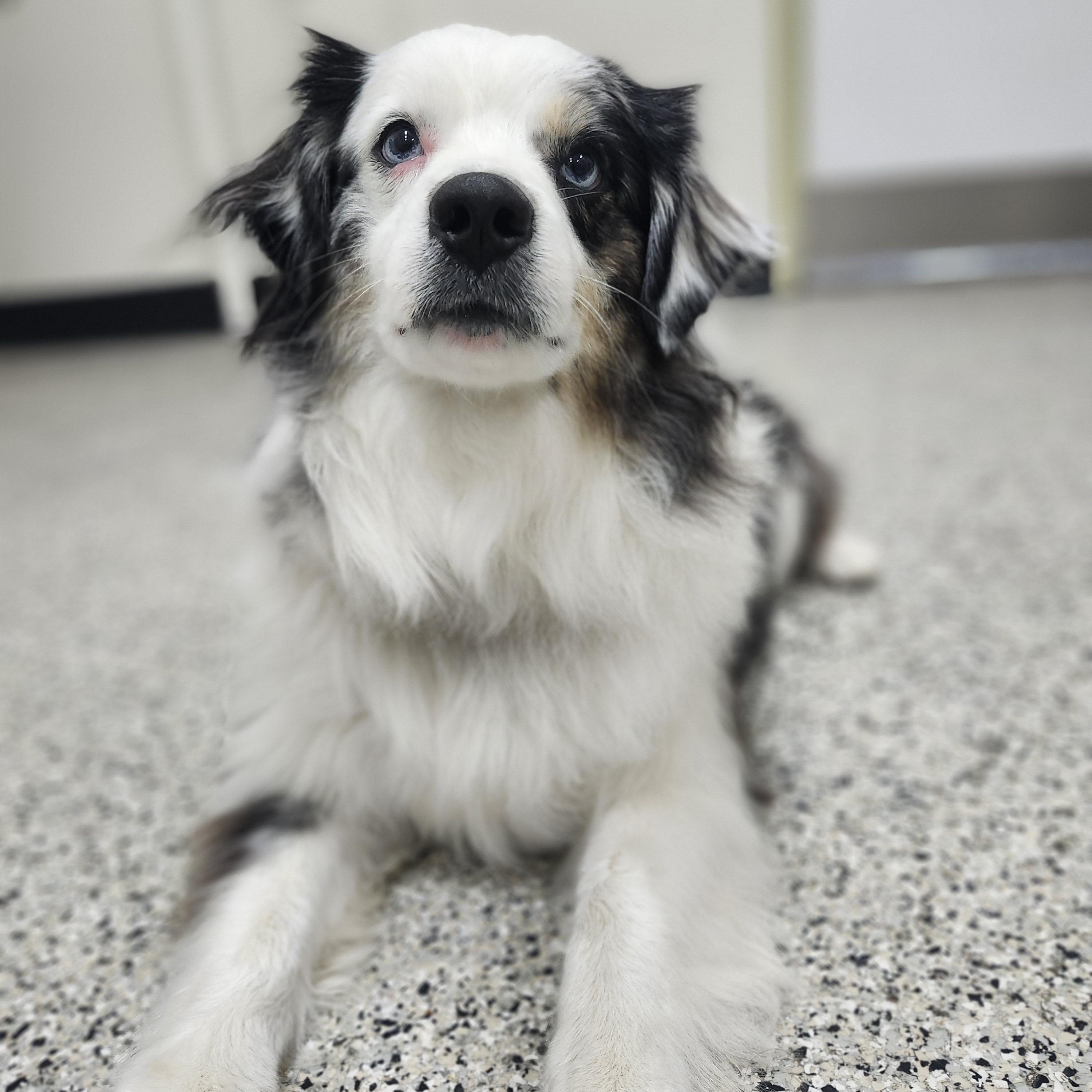 Enlarge Maxx, a Adopted Australian Shepherd in Lake Oswego, OR image 4/5