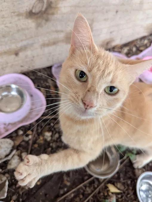 Druid, Adoptable, Adult Female Domestic Short Hair & Tabby.