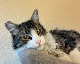 Enlarge Sprout, a ADOPTABLE Domestic Medium Hair in Las Vegas, NV image 2/3