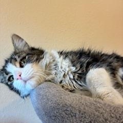 Sprout, ADOPTABLE, Young Male Domestic Medium Hair.