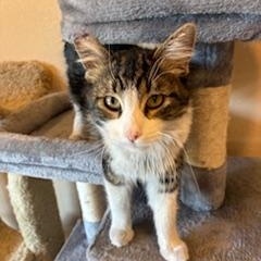 Enlarge Sprout, a ADOPTABLE Domestic Medium Hair in Las Vegas, NV image 3/3