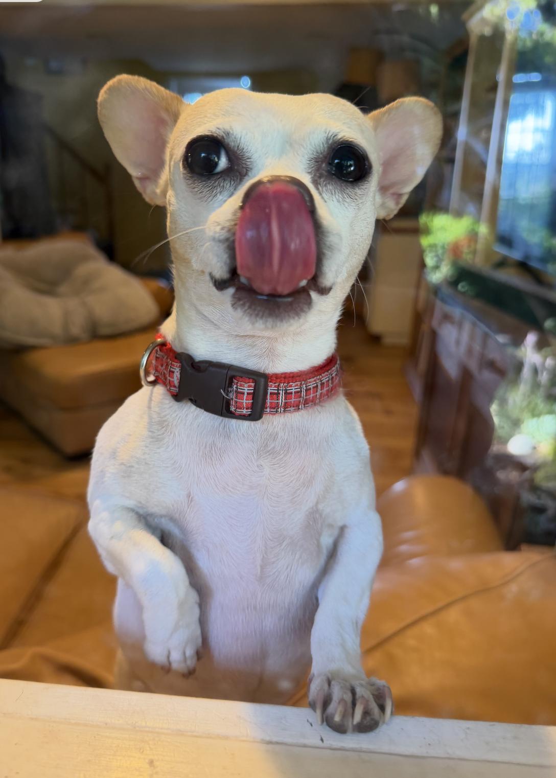 Enlarge Lola, a ADOPTABLE Chihuahua in Seattle, WA image 2/2