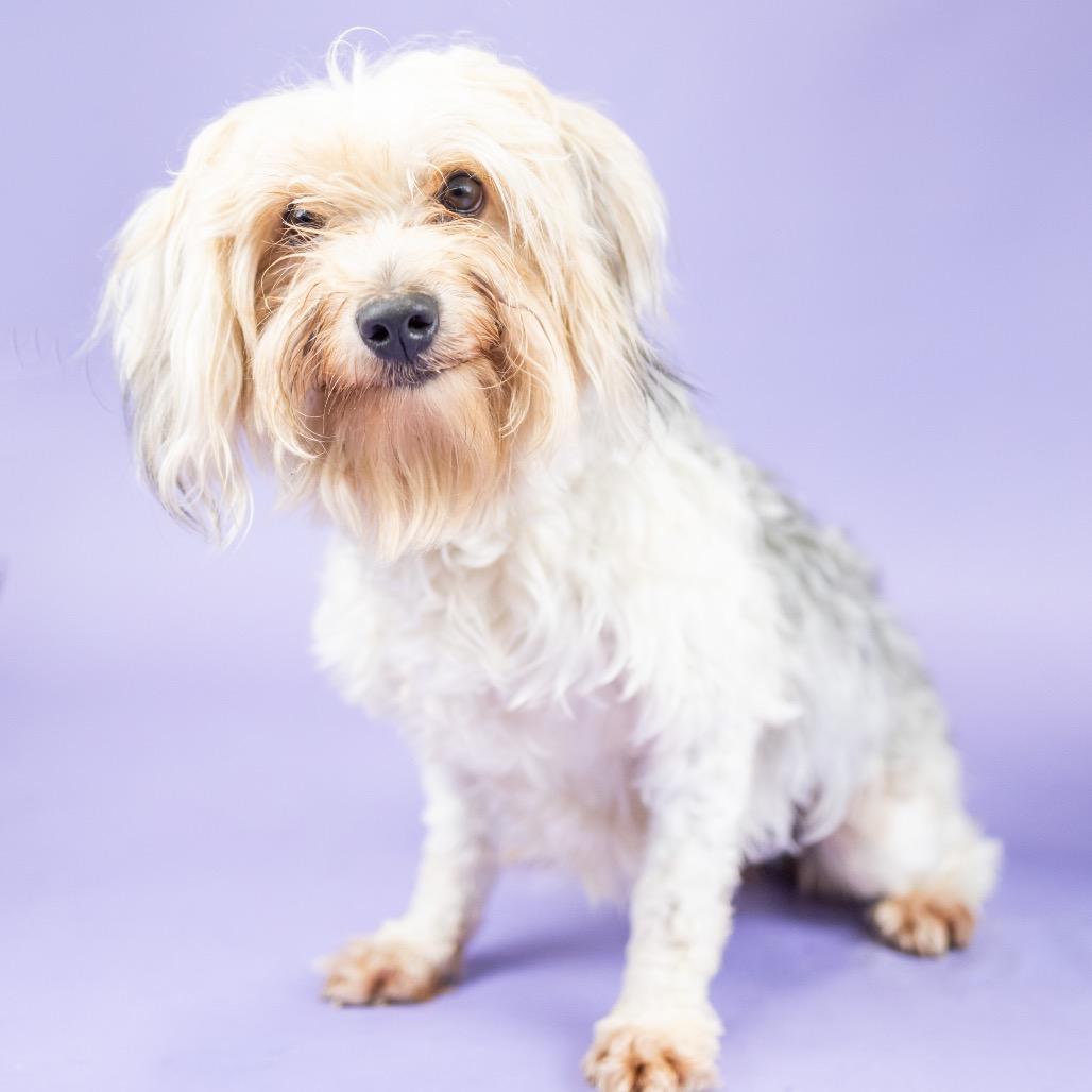 Spring, Adoptable, Adult Female Terrier.