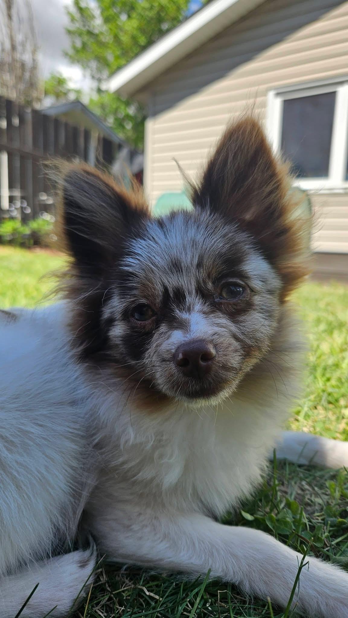 Brady, ADOPTABLE, Puppy Male Pomeranian.