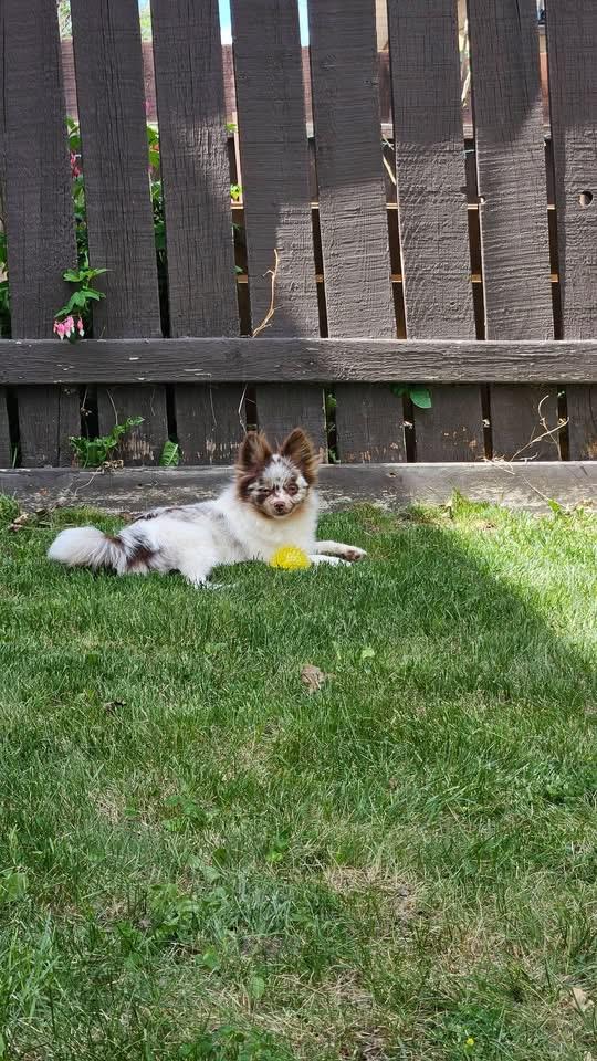 Enlarge Brady, a ADOPTABLE Pomeranian in Lethbridge, AB image 2/2