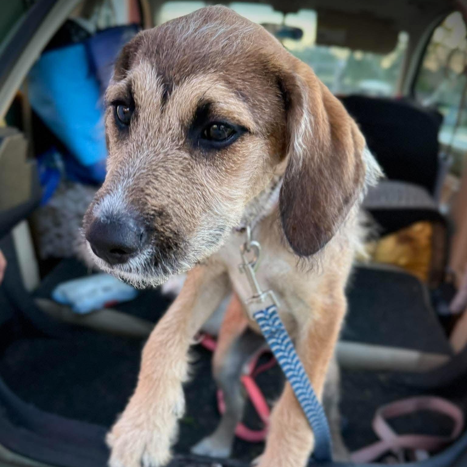 Frankie, Adoptable, Puppy Female Shepherd & Hound.