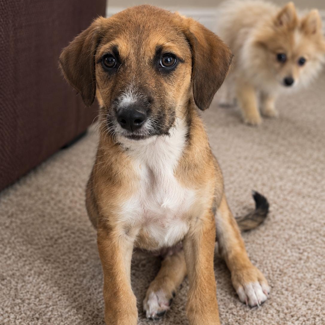 Enlarge Frankie, a Adoptable mixed breed in Springville, NY image 2/6