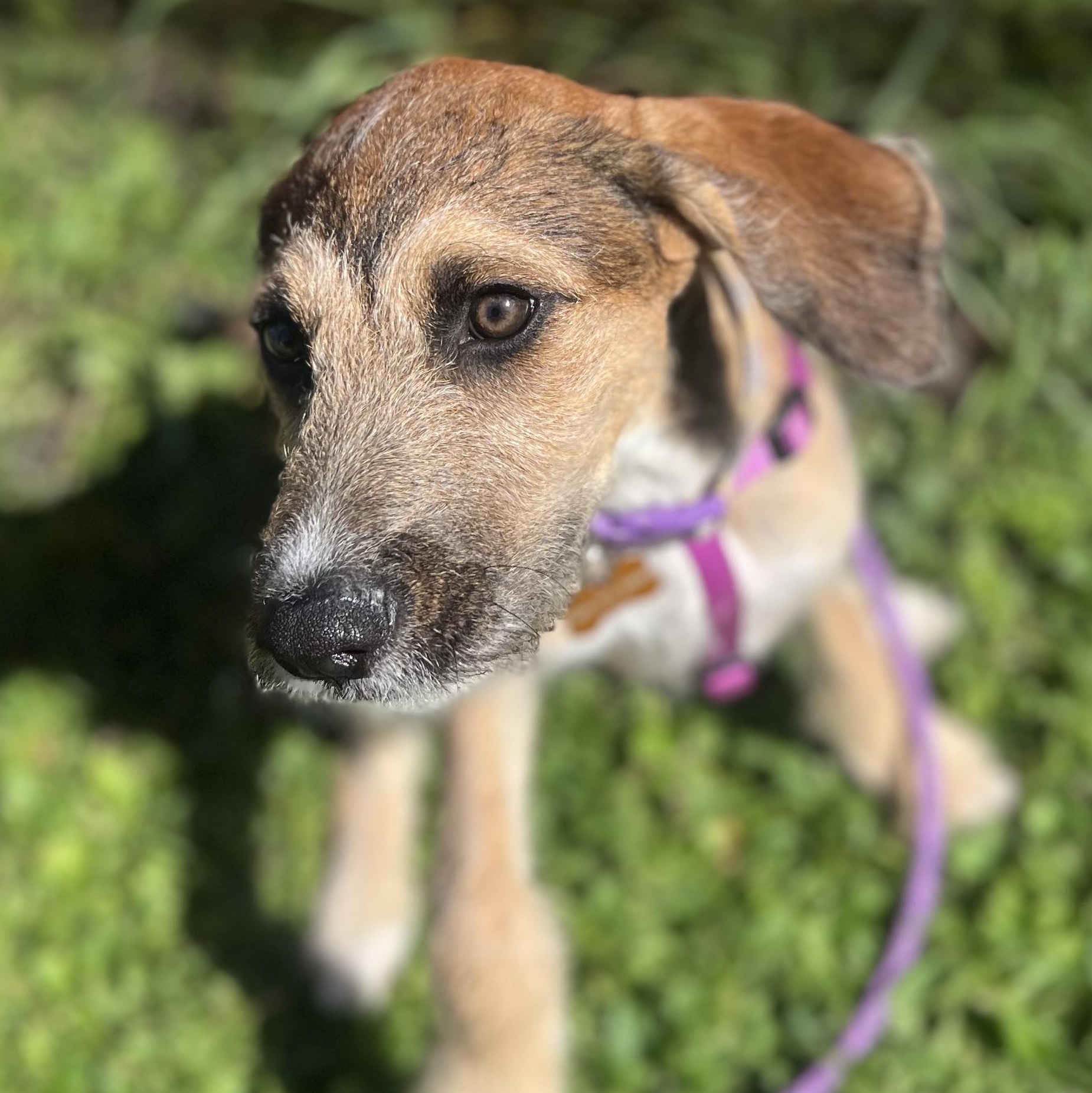 Enlarge Frankie, a Adoptable mixed breed in Springville, NY image 3/6