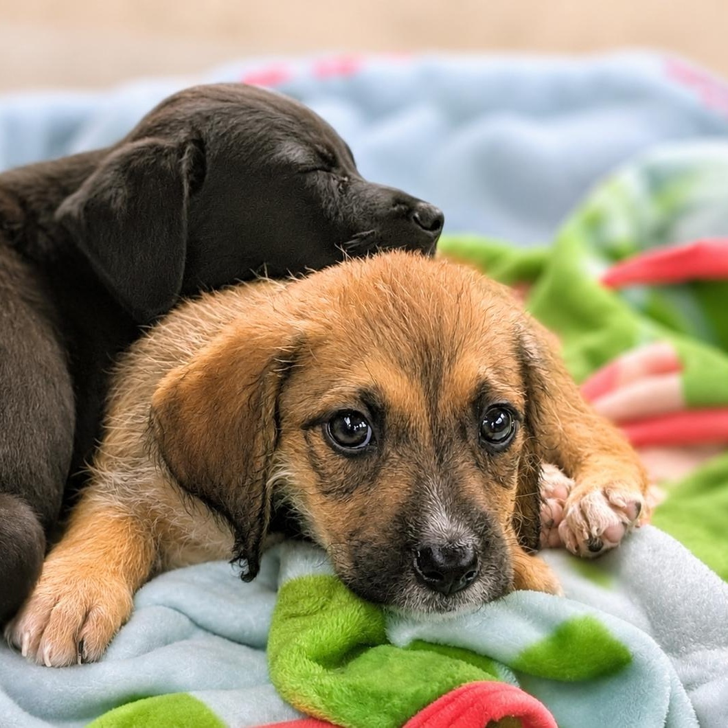 Frankie, a Adoptable mixed breed in Springville, NY image 2/4