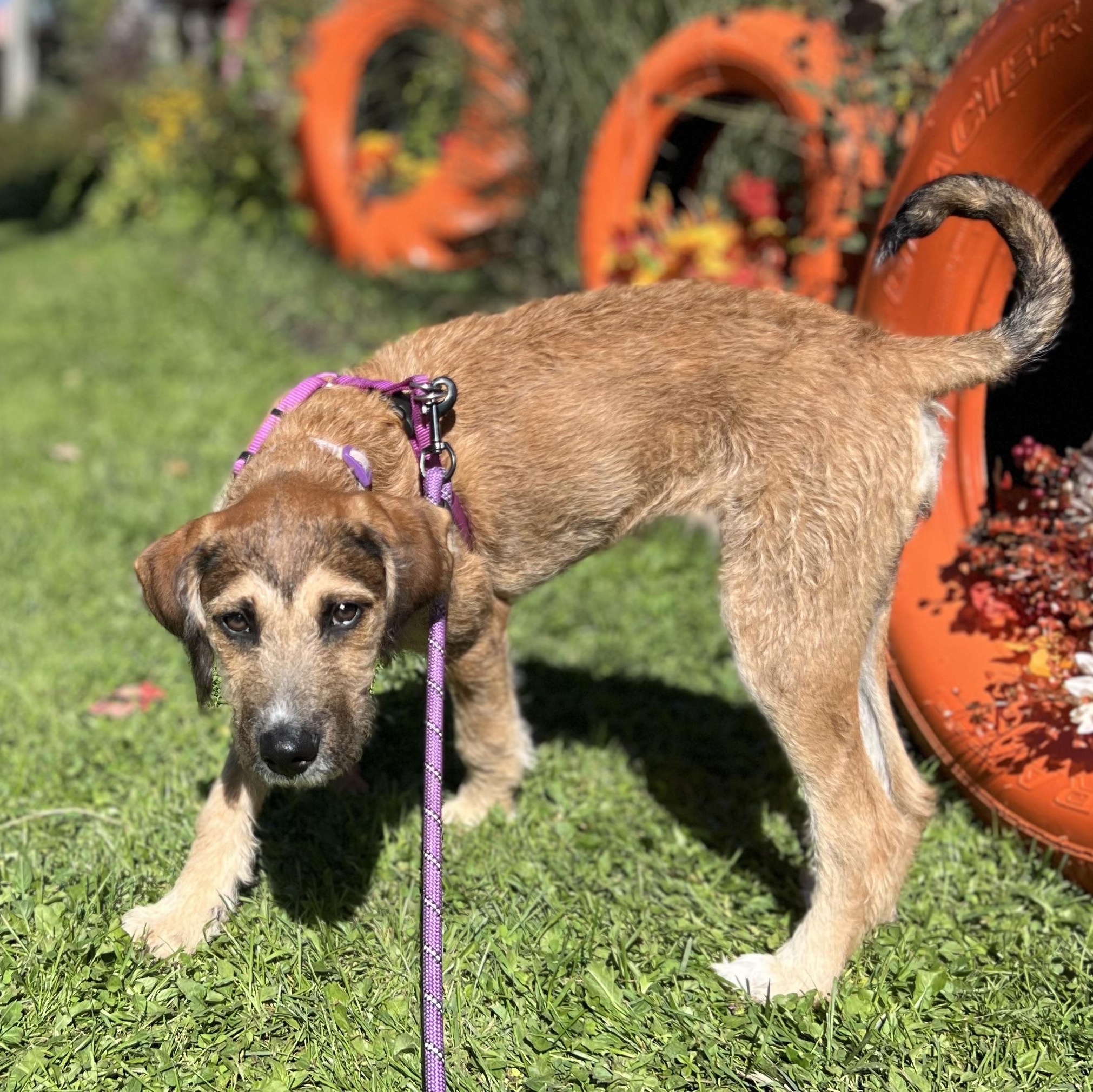 Enlarge Frankie, a Adoptable mixed breed in Springville, NY image 6/6