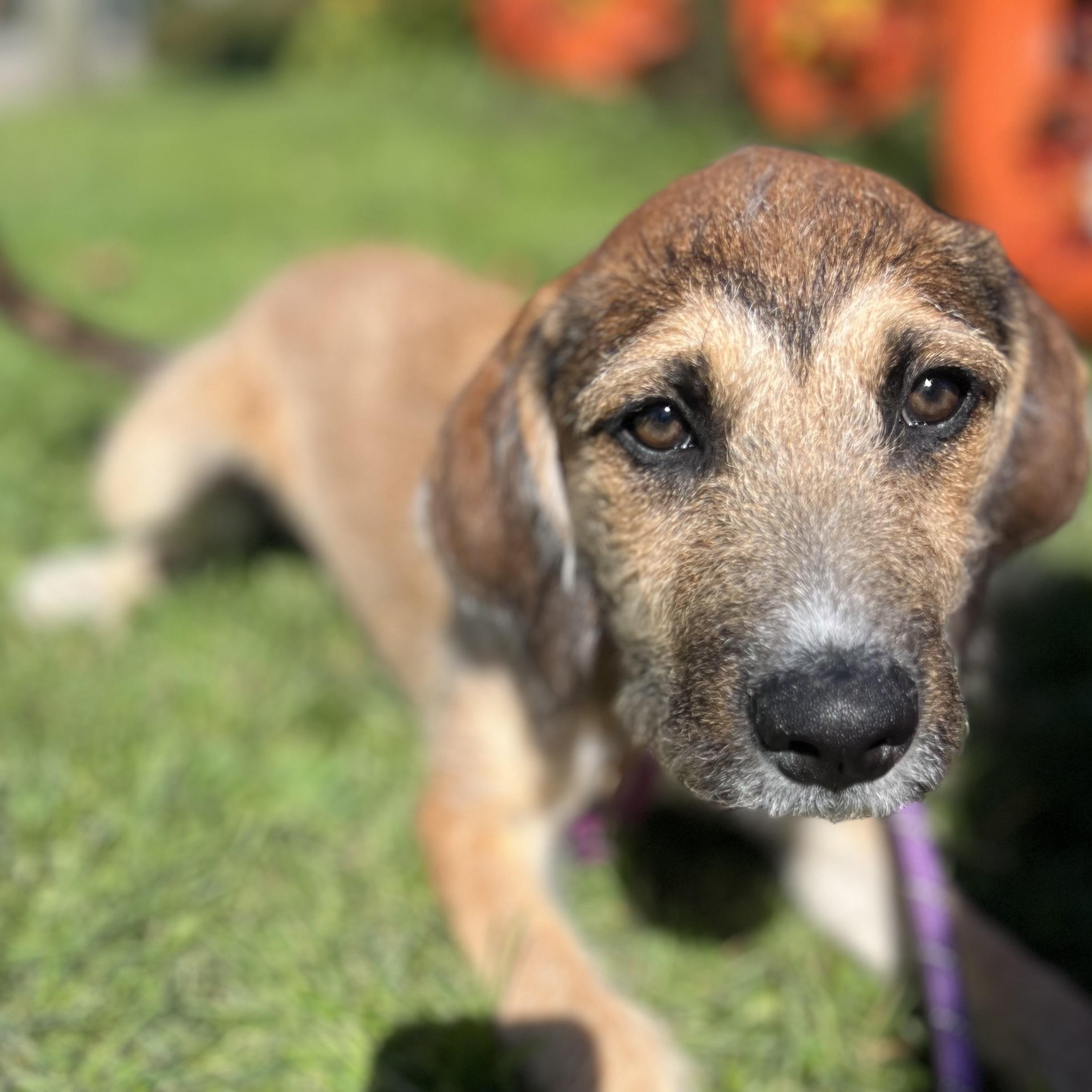 Frankie, Adoptable, Puppy Female Shepherd & Hound.