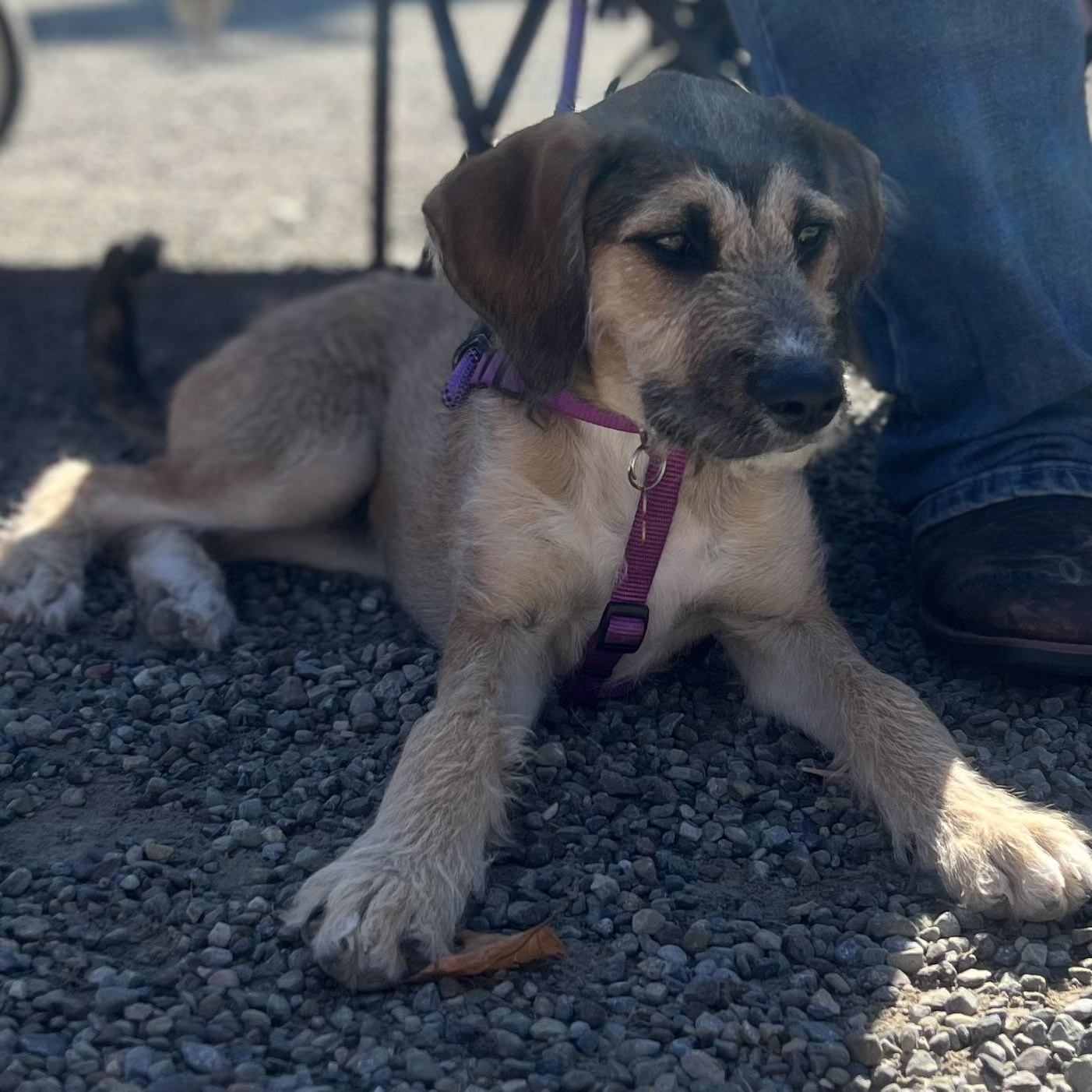 Enlarge Frankie, a Adoptable mixed breed in Springville, NY image 5/6