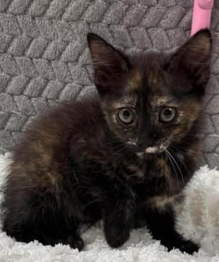Sam, Adoptable, Kitten Female Domestic Short Hair & Domestic Short Hair.