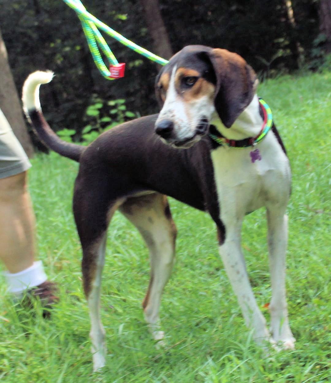 Honeydew (GA), a ADOPTABLE Treeing Walker Coonhound in Leawood, KS image 6/6