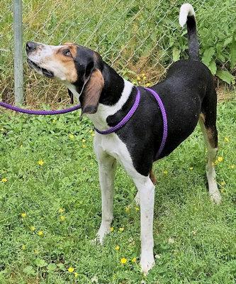 PLEASE HELP Honeydew (GA), a ADOPTABLE Treeing Walker Coonhound in Leawood, KS image 3/5