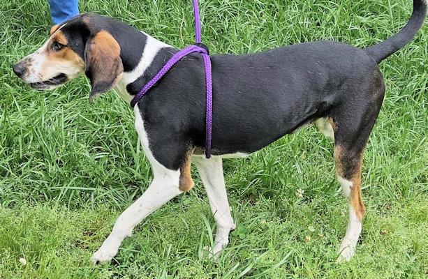 PLEASE HELP Honeydew (GA), a ADOPTABLE Treeing Walker Coonhound in Leawood, KS image 2/5