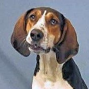 PLEASE HELP Honeydew (GA), ADOPTABLE, Young Female Treeing Walker Coonhound.
