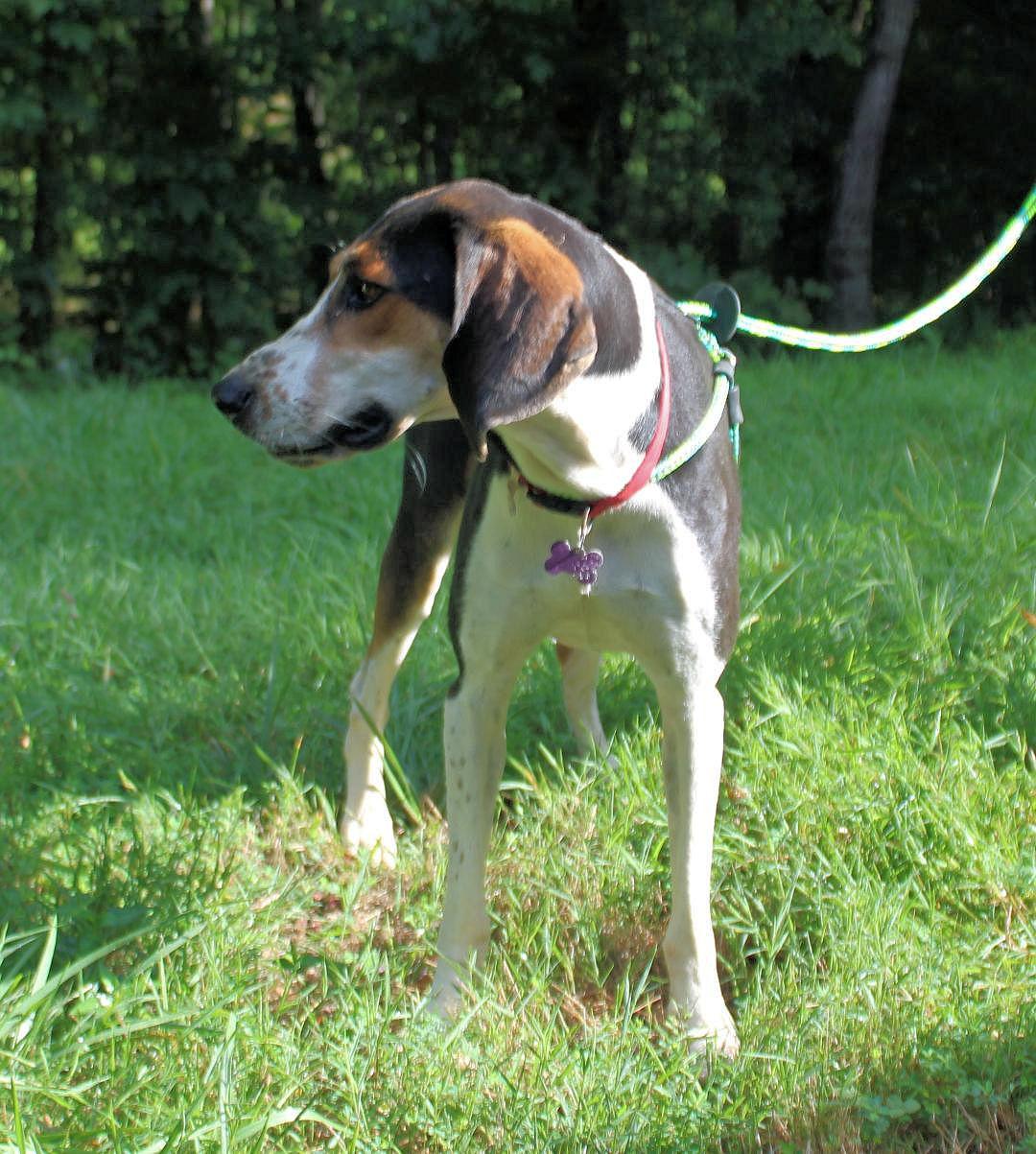 Honeydew (GA), a ADOPTABLE Treeing Walker Coonhound in Leawood, KS image 4/6