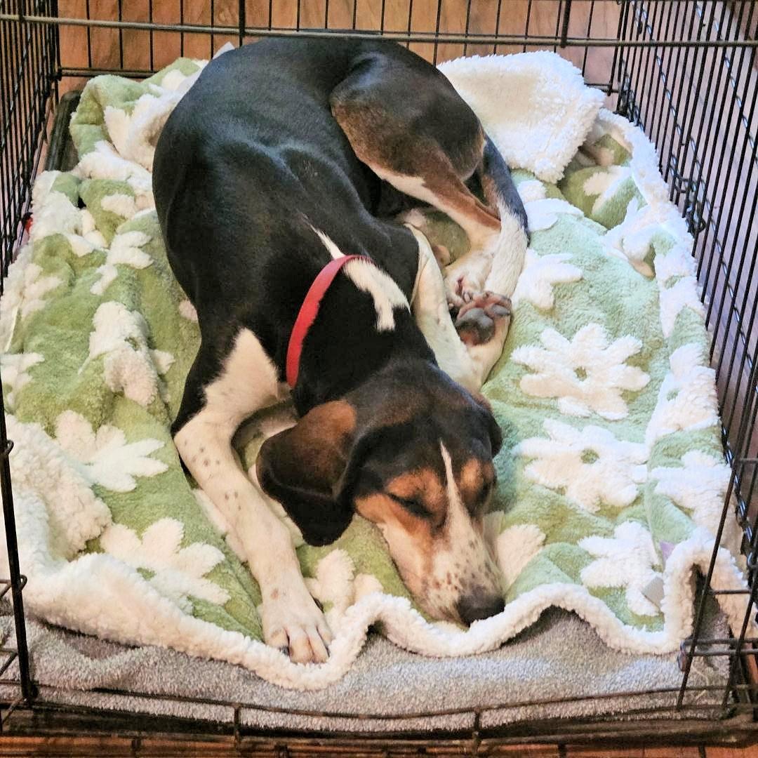 Honeydew (GA), a ADOPTABLE Treeing Walker Coonhound in Leawood, KS image 5/6