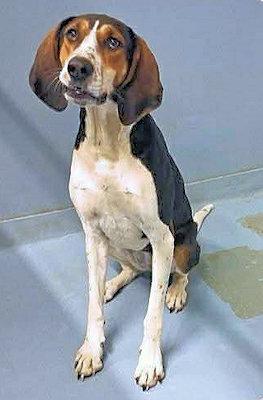 PLEASE HELP Honeydew (GA), a ADOPTABLE Treeing Walker Coonhound in Leawood, KS image 5/5