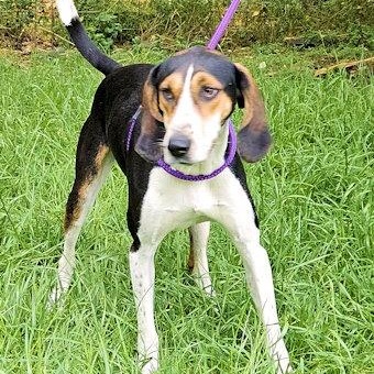Honeydew (GA), ADOPTABLE, Young Female Treeing Walker Coonhound.