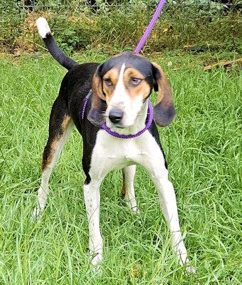 PLEASE HELP Honeydew (GA), a ADOPTABLE Treeing Walker Coonhound in Leawood, KS image 4/5