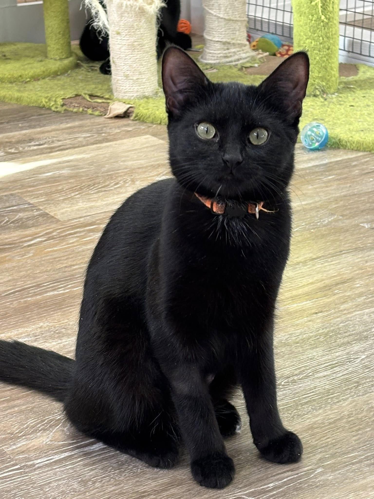 Cactus, ADOPTABLE, Adult Male Domestic Short Hair.