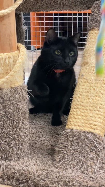 Enlarge Cactus, a ADOPTABLE mixed breed in New Canaan, CT video 2/2