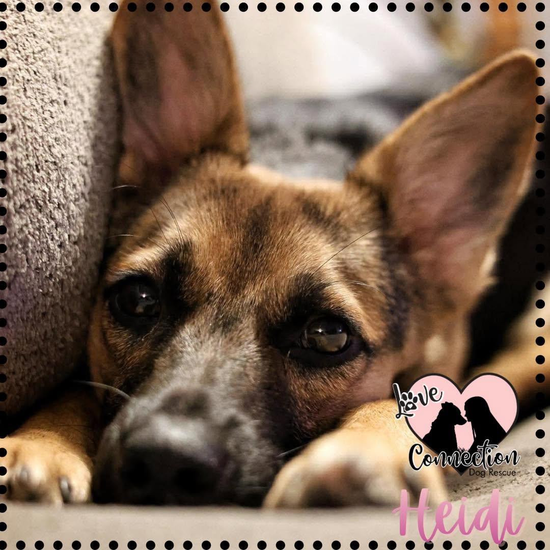 Enlarge Heidi, an adoptable mixed breed in Gilbert, AZ image 1/1