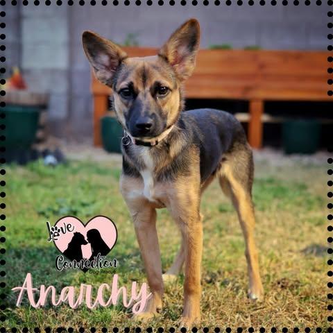 Anarchy, adoptable, Puppy Female Wire Fox Terrier.