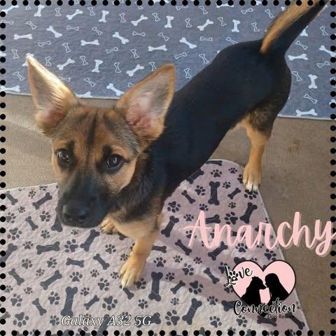 Enlarge Anarchy, an adoptable mixed breed in Gilbert, AZ image 1/1