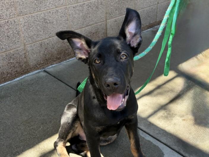 SIETE, Adoptable, Young Male German Shepherd Dog & Cane Corso.