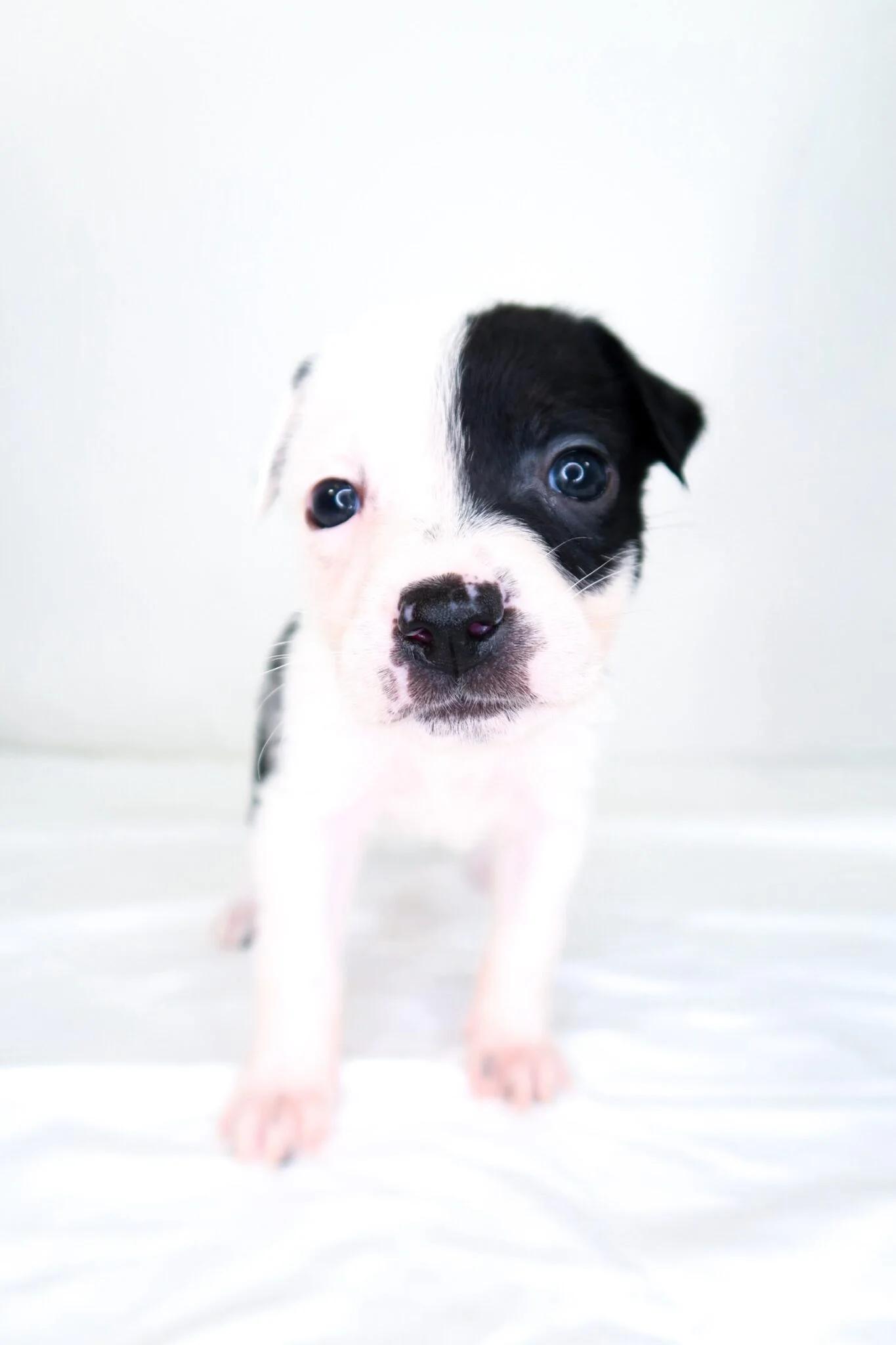 Enlarge Beanie Baby, a ADOPTABLE mixed breed in Bixby, OK image 2/4